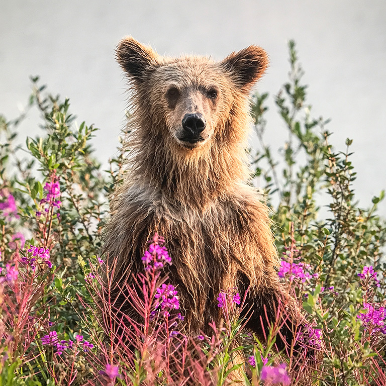 Grizzly Bear and Fireweed, Yukon's official flower